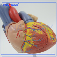 Type de modèle de simulation médicale PNT-0405 et modèle d&#39;anatomie humaine en plastique / modèle de coeur